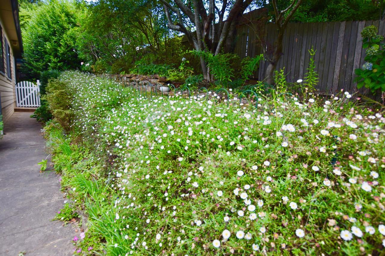 Raspberry Terrace Of Leura Βίλα Εξωτερικό φωτογραφία